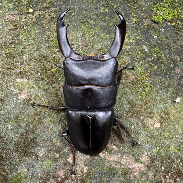 帝王扁鍬形蟲 ♂91mm 成對
