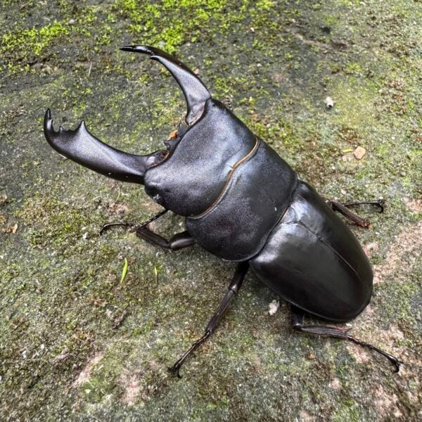帝王扁鍬形蟲 ♂91mm 成對