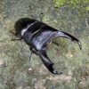 帝王扁鍬形蟲 ♂91mm 成對