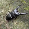 巴拉望扁鍬形蟲 ♂94mm 成對