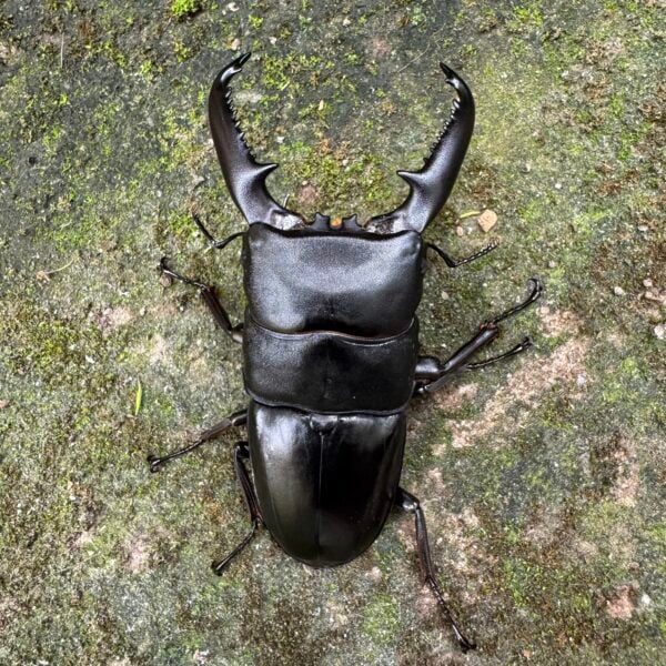 巴拉望扁鍬形蟲 ♂94mm 成對