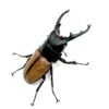 拉法鐵鋸鍬形蟲（日血後代，紅眼血統）♂70mm 成對