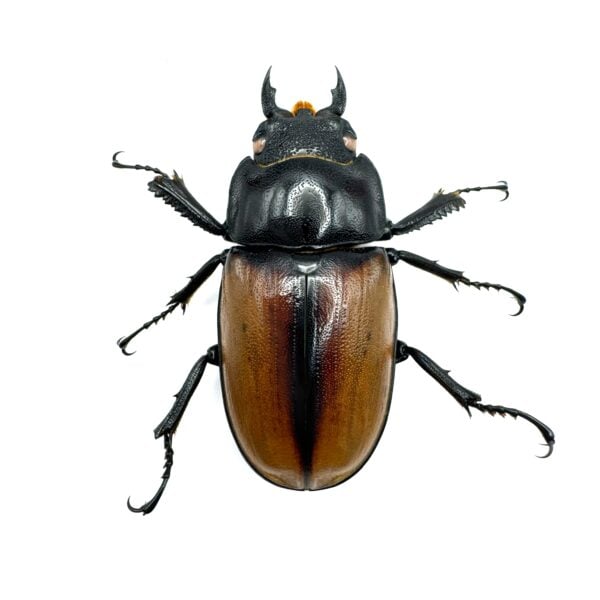 拉法鐵鋸鍬形蟲（日血後代，紅眼血統）♂70mm 成對