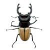 麥可迪鬼艷鍬形蟲（WF1） ♂74mm 單公