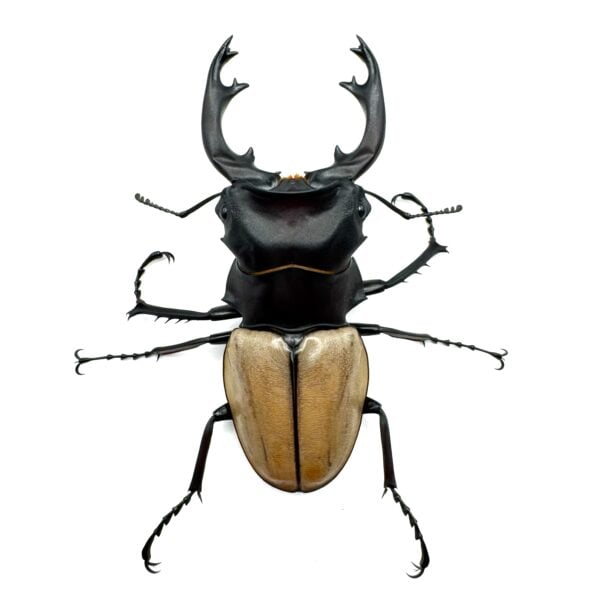 麥可迪鬼艷鍬形蟲（WF1） ♂74mm 單公