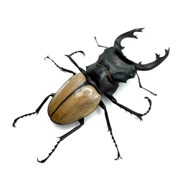 麥可迪鬼艷鍬形蟲（WF1） ♂74mm 單公