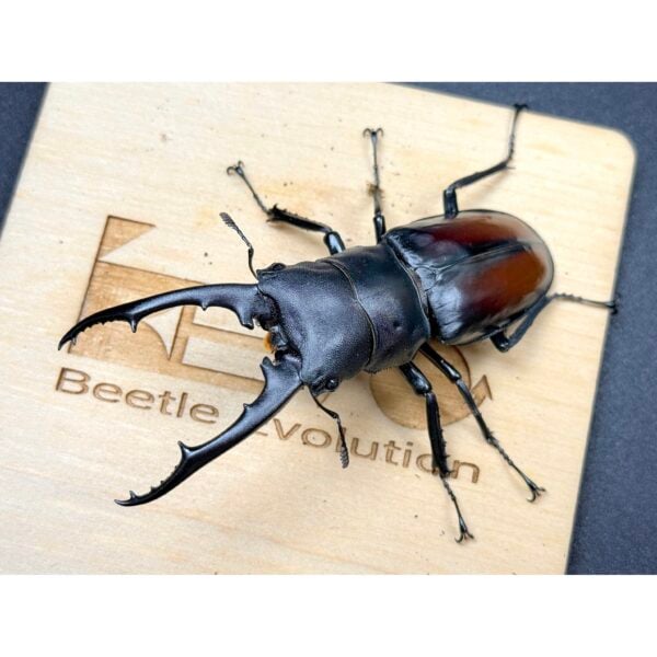 紅六節叉角鍬形蟲 ♂83mm 單公