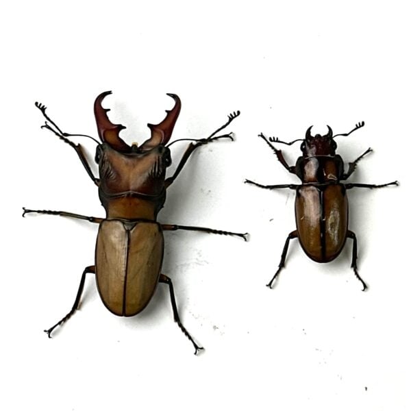 細身赤鍬形蟲（大陸亞種） ♂40mm 成對 A組