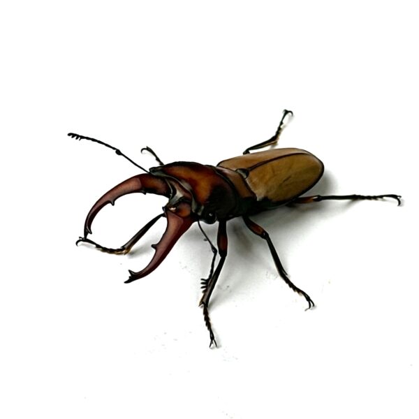 細身赤鍬形蟲（大陸亞種） ♂40mm 成對 A組