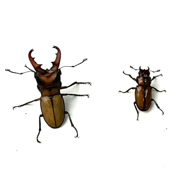 細身赤鍬形蟲（大陸亞種） ♂40mm 成對 B組