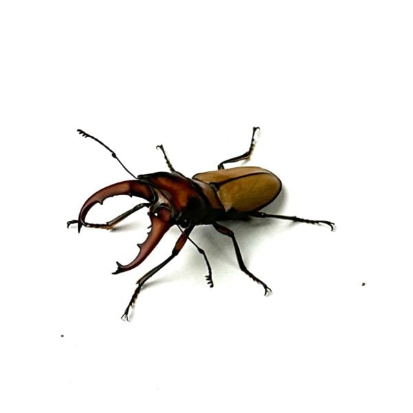 細身赤鍬形蟲（大陸亞種） ♂40mm 成對 B組