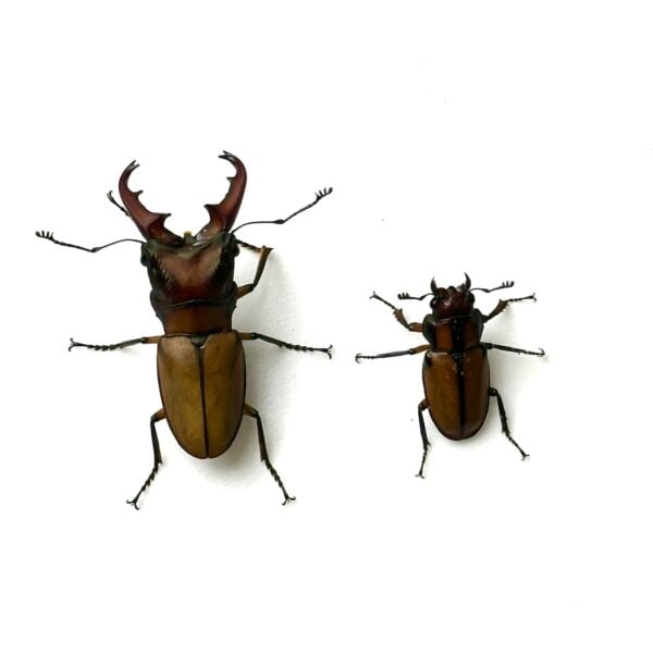 細身赤鍬形蟲（大陸亞種） ♂41mm 成對 A組