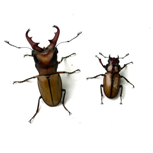 細身赤鍬形蟲（大陸亞種） ♂41mm 成對 A組