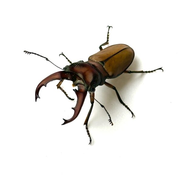細身赤鍬形蟲（大陸亞種） ♂41mm 成對 A組