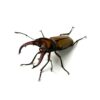 細身赤鍬形蟲（大陸亞種） ♂41mm 成對 A組