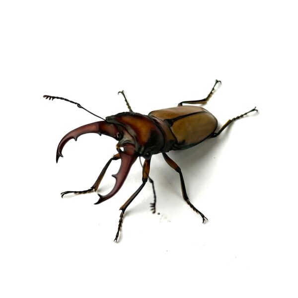 細身赤鍬形蟲（大陸亞種） ♂41mm 成對 A組