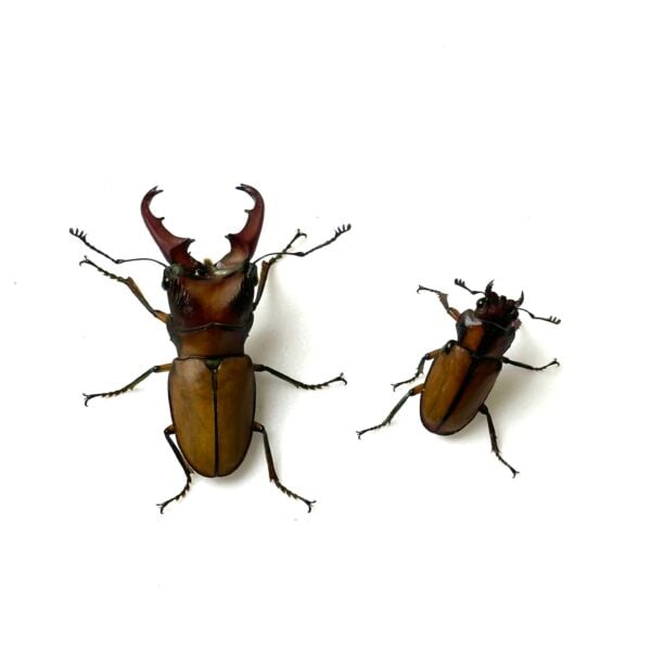 細身赤鍬形蟲（大陸亞種） ♂41mm 成對 B組