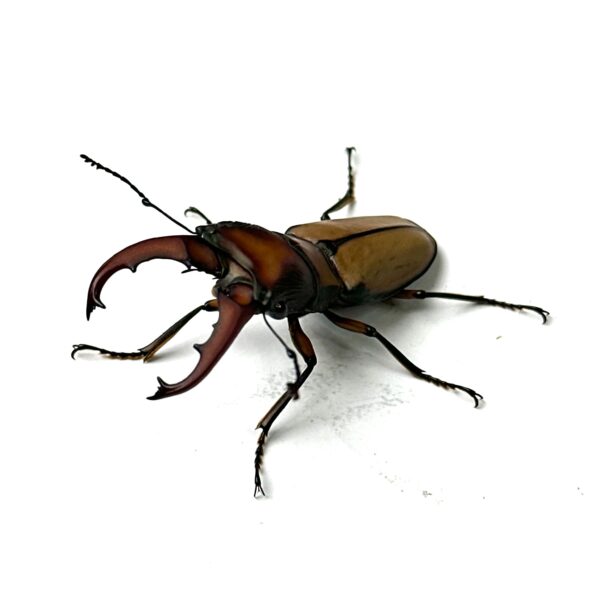 細身赤鍬形蟲（大陸亞種） ♂41mm 成對 B組