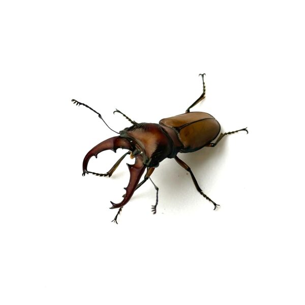 細身赤鍬形蟲（大陸亞種） ♂41mm 成對 B組