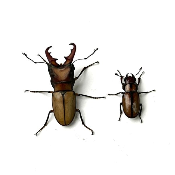 細身赤鍬形蟲（大陸亞種） ♂41mm 成對 B組