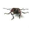 細身赤鍬形蟲（大陸亞種） ♂41mm 成對 B組
