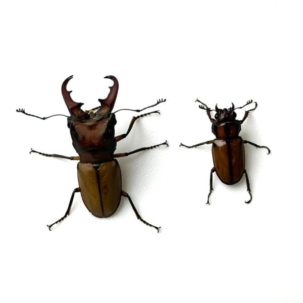 細身赤鍬形蟲（大陸亞種） ♂42mm 成對