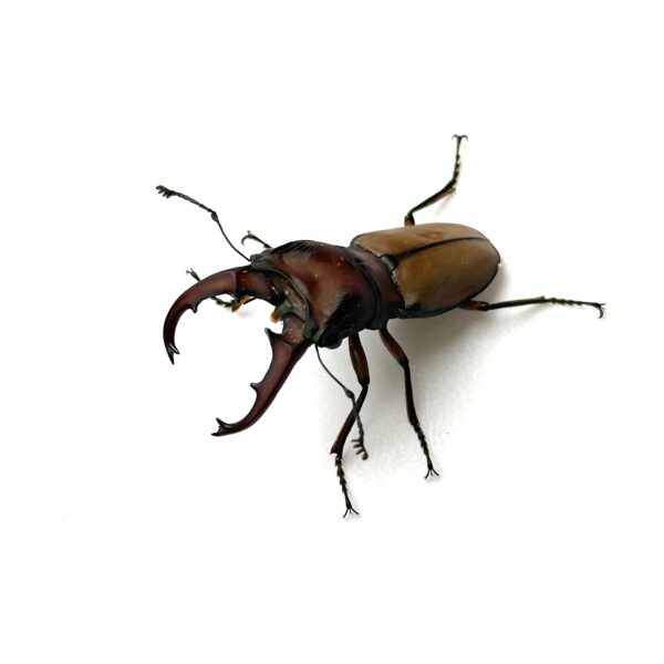 細身赤鍬形蟲（大陸亞種） ♂42mm 成對
