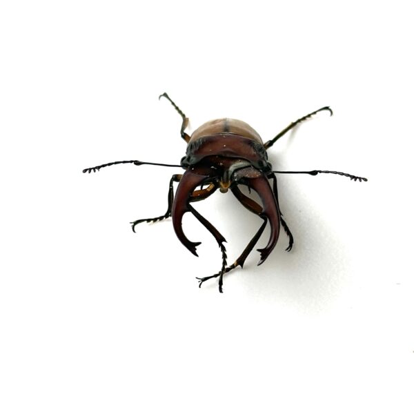 細身赤鍬形蟲（大陸亞種） ♂42mm 成對