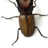 細身赤鍬形蟲（大陸亞種） ♂42mm 成對