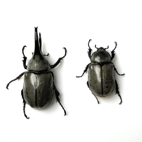 美西白兜（少斑個體）♂75mm 成對
