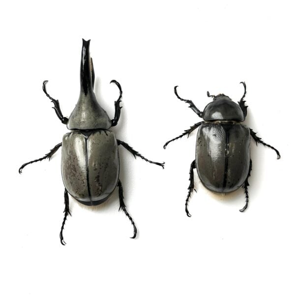 美西白兜（少斑個體）♂76mm 成對
