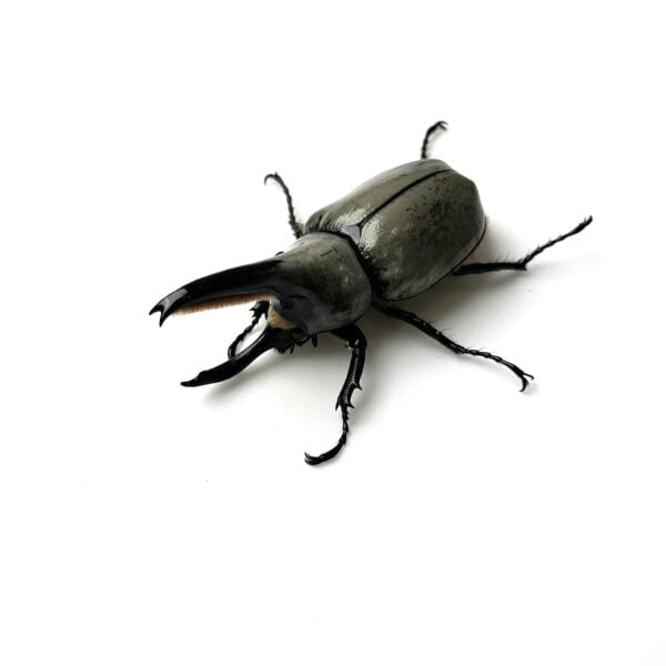 美西白兜（少斑個體）♂76mm 成對