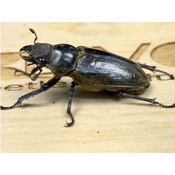 鬼深山鍬形蟲 ♂49mm 成對