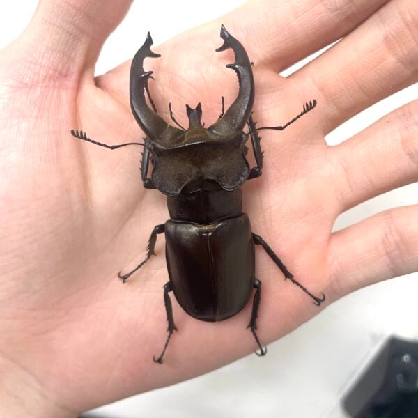 佛瑞深山鍬形蟲 (大型個體) ♂73mm 成對