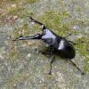 長頸鹿鋸鍬形蟲PGK ♂103mm 成對