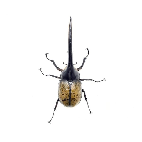 長戟大兜蟲DHH ♂159mm 單公
