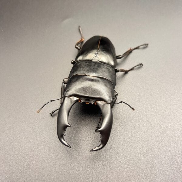 帝王扁鍬形蟲 ♂98mm 成對 A組