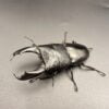 帝王扁鍬形蟲 ♂98mm 成對 A組