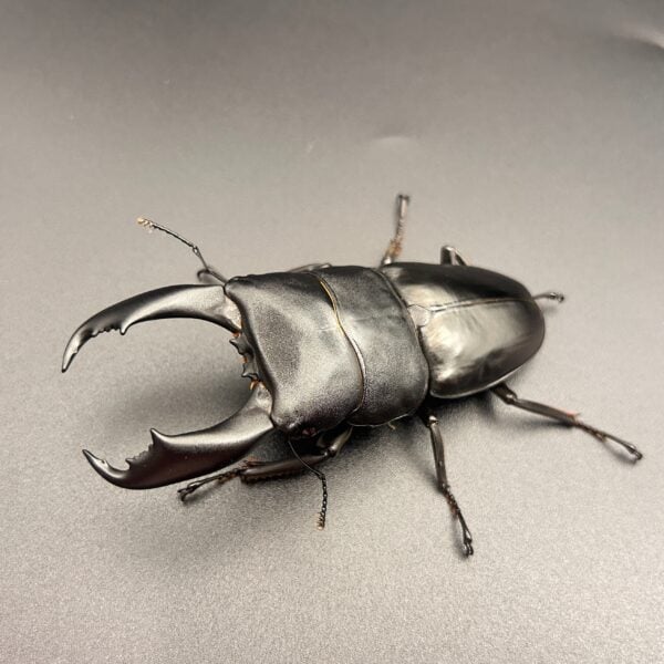 帝王扁鍬形蟲 ♂98mm 成對 A組