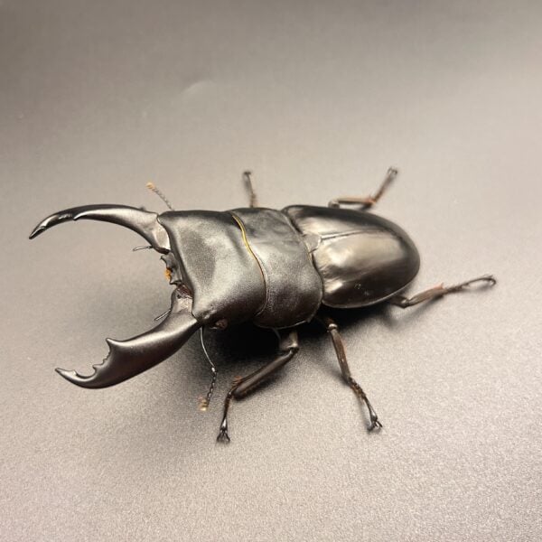 帝王扁鍬形蟲 ♂98mm 成對 B組