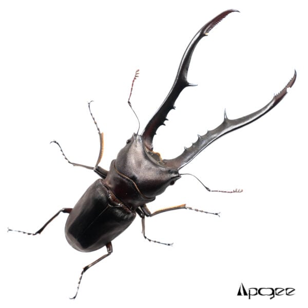 美他利佛細身赤鍬形蟲 ♂90mm 單公（配過一母）