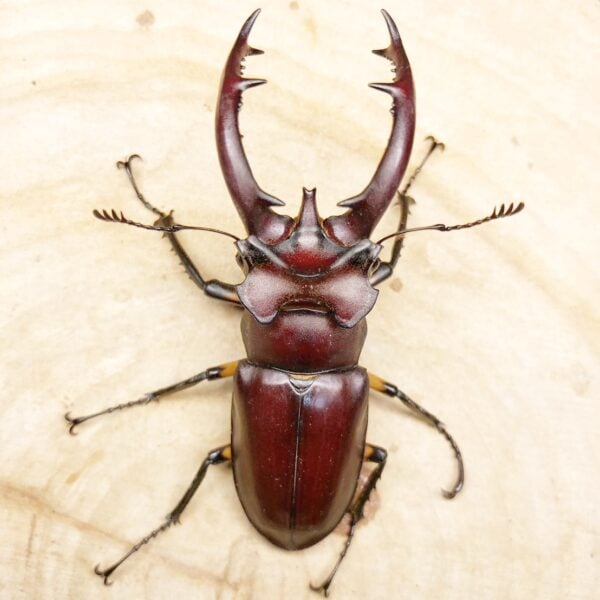 台灣深山鍬形蟲（新北.坪林產）♂69mm 單公