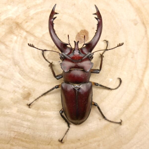 台灣深山鍬形蟲（新北.坪林產）♂69.5mm 單公