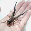 美他力彿細身赤鍬形蟲 ♂78mm 單公