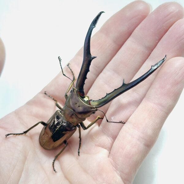 美他力彿細身赤鍬形蟲 ♂78mm 單公