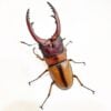兩點翅鋸鍬形蟲♂66mm 單公