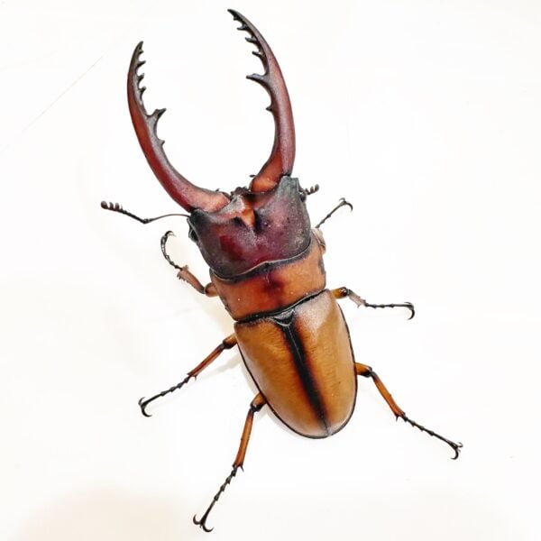 兩點翅鋸鍬形蟲♂66mm 單公