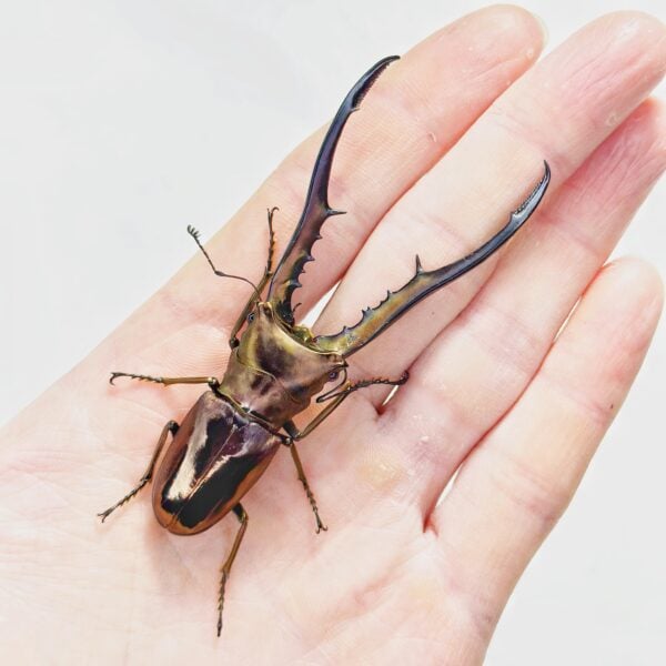 美他力彿細身赤鍬形蟲 ♂85+mm 成對