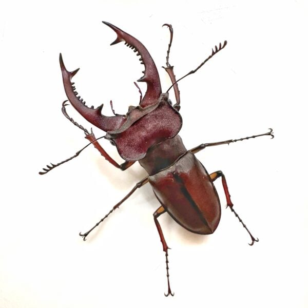 姬深山鍬形蟲（新竹.尖石產）♂50mm 成對