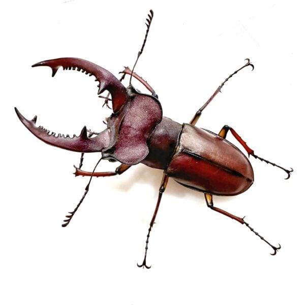 姬深山鍬形蟲（新竹.尖石產）♂51mm 成對